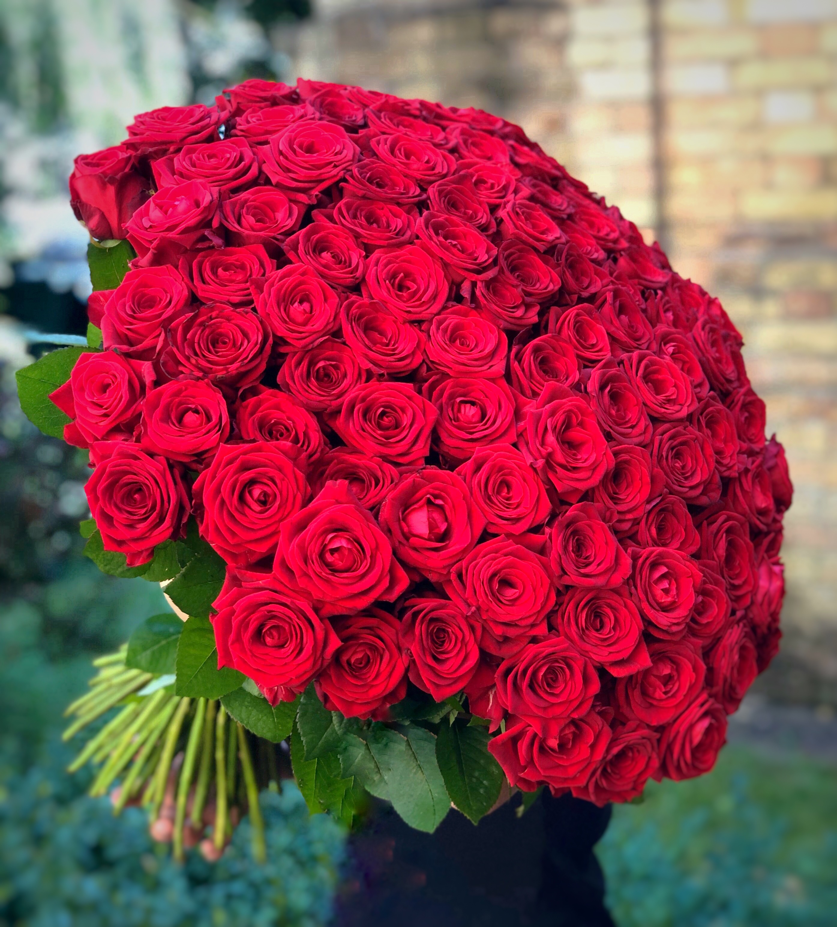 Image result for Red roses"